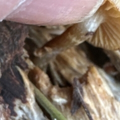 Unidentified Cap on a stem; gills below cap [mushrooms or mushroom-like] at Aranda Bushland - 12 May 2024 by lbradley