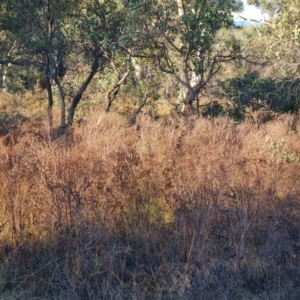 Hypericum perforatum at Mount Mugga Mugga - 12 May 2024 03:41 PM