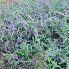 Echium plantagineum (Paterson's Curse) at Symonston, ACT - 12 May 2024 by Mike