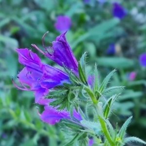 Echium plantagineum at Mount Mugga Mugga - 12 May 2024