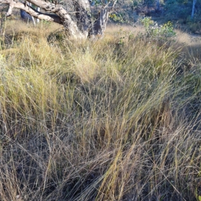 Setaria sp. at Mount Mugga Mugga - 12 May 2024 by Mike