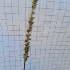 Setaria parviflora at Mount Mugga Mugga - 12 May 2024