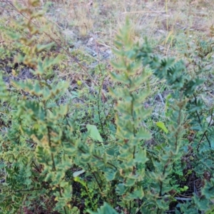 Cheilanthes sieberi subsp. sieberi at Mount Mugga Mugga - 12 May 2024