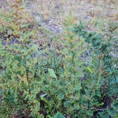 Cheilanthes sieberi at Symonston, ACT - 12 May 2024 by Mike