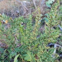 Cheilanthes sieberi subsp. sieberi at Mount Mugga Mugga - 12 May 2024