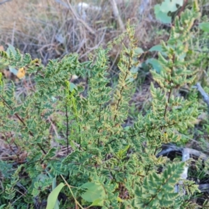 Cheilanthes sieberi subsp. sieberi at Mount Mugga Mugga - 12 May 2024