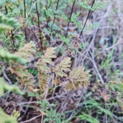 Cheilanthes sieberi subsp. sieberi at Mount Mugga Mugga - 12 May 2024