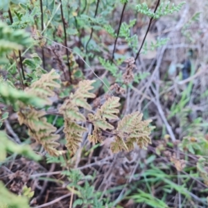 Cheilanthes sieberi subsp. sieberi at Mount Mugga Mugga - 12 May 2024