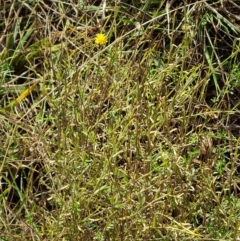 Calotis lappulacea (Yellow Burr Daisy) at Symonston, ACT - 12 May 2024 by Mike