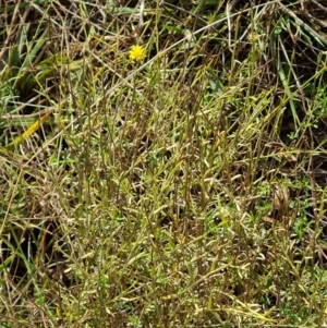 Calotis lappulacea at Mount Mugga Mugga - 12 May 2024