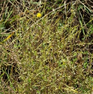 Calotis lappulacea (Yellow Burr Daisy) at Symonston, ACT by Mike