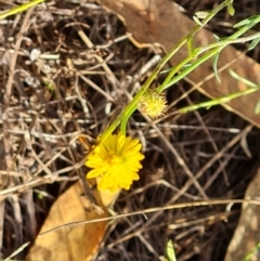 Calotis lappulacea at Mount Mugga Mugga - 12 May 2024