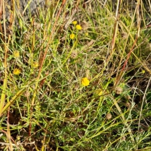 Calotis lappulacea at Mount Mugga Mugga - 12 May 2024