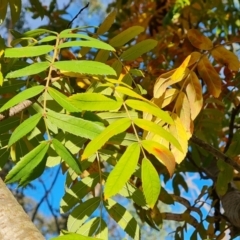 Sorbus domestica at Symonston, ACT - 12 May 2024 by Mike