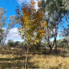 Sorbus domestica at Mount Mugga Mugga - 12 May 2024 03:21 PM