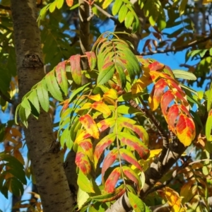 Sorbus domestica at Mount Mugga Mugga - 12 May 2024 03:21 PM