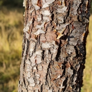 Sorbus domestica at Mount Mugga Mugga - 12 May 2024