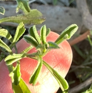 Vittadinia gracilis at Aranda, ACT - 12 May 2024