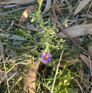 Vittadinia gracilis at Aranda, ACT - 12 May 2024