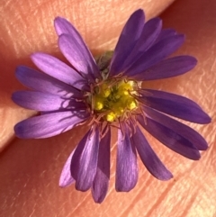 Vittadinia gracilis at Aranda, ACT - 12 May 2024