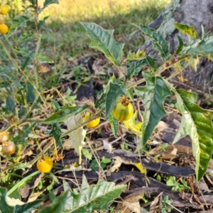 Solanum cinereum (Narrawa Burr) at Mount Mugga Mugga by Mike