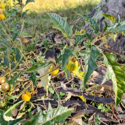 Solanum cinereum (Narrawa Burr) at Mount Mugga Mugga - 12 May 2024 by Mike