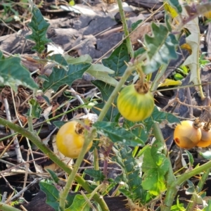 Solanum cinereum at Mount Mugga Mugga - 12 May 2024