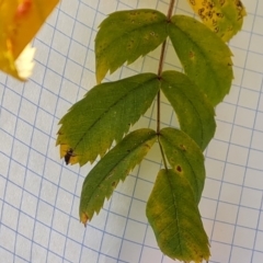 Sorbus domestica (Service Tree) at Isaacs Ridge - 12 May 2024 by Mike