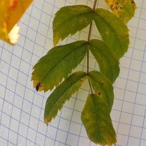 Sorbus domestica at Isaacs Ridge and Nearby - 12 May 2024