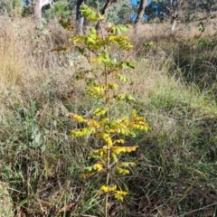 Sorbus domestica at Isaacs Ridge and Nearby - 12 May 2024