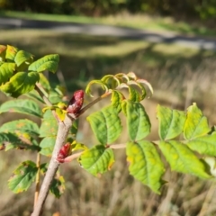 Sorbus domestica at Isaacs Ridge and Nearby - 12 May 2024