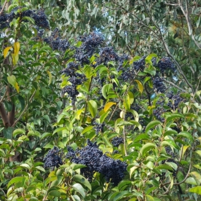 Ligustrum lucidum (Large-leaved Privet) at Isaacs Ridge and Nearby - 12 May 2024 by Mike