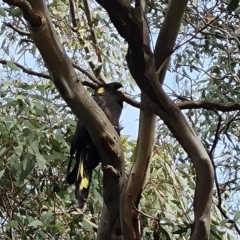 Zanda funerea (Yellow-tailed Black-Cockatoo) at suppressed - 12 May 2024 by Mike