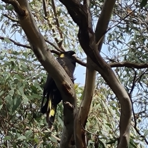 Zanda funerea (Yellow-tailed Black-Cockatoo) at suppressed by Mike