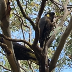 Zanda funerea at Isaacs Ridge and Nearby - 12 May 2024