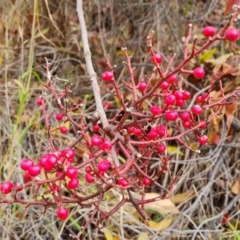 Pistacia chinensis at Isaacs, ACT - 12 May 2024 by Mike