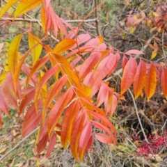 Pistacia chinensis at Isaacs, ACT - 12 May 2024