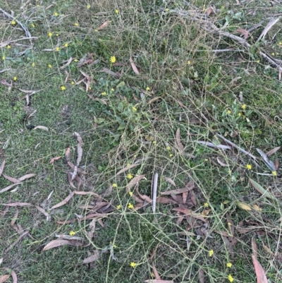 Hirschfeldia incana (Buchan Weed) at Aranda, ACT - 12 May 2024 by lbradley