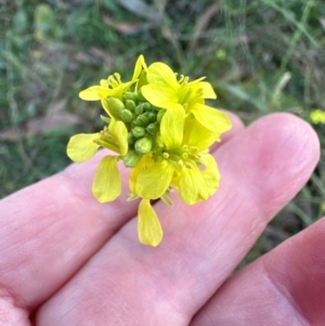 Hirschfeldia incana at Aranda, ACT - 12 May 2024