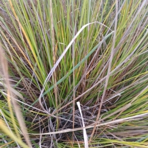 Carex appressa at Symonston, ACT - 12 May 2024