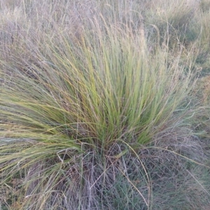 Carex appressa at Symonston, ACT - 12 May 2024 03:49 PM