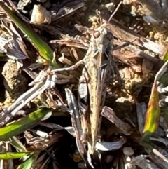 Austroicetes pusilla (Grasshopper, Locust) at Aranda, ACT - 12 May 2024 by lbradley