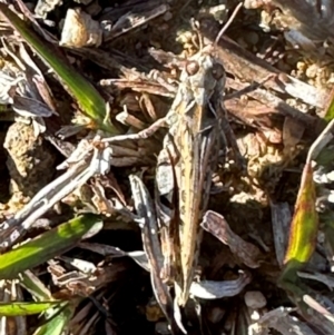 Austroicetes pusilla (Grasshopper, Locust) at Aranda Bushland by lbradley
