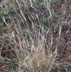 Setaria sp. (Pigeon Grass) at Jerrabomberra Grassland - 12 May 2024 by CallumBraeRuralProperty