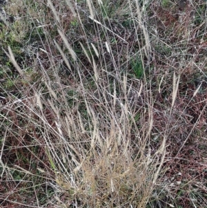 Setaria sp. at Jerrabomberra Grassland - 12 May 2024 04:17 PM