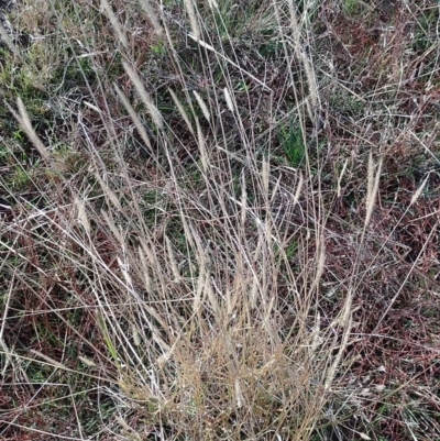 Setaria (genus) (Pigeon Grass) at Jerrabomberra Grassland - 12 May 2024 by CallumBraeRuralProperty