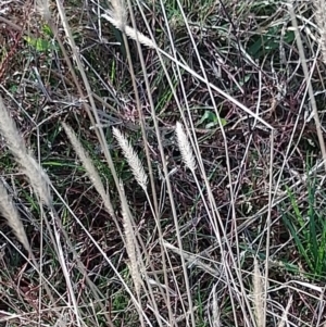 Setaria sp. at Jerrabomberra Grassland - 12 May 2024 04:17 PM