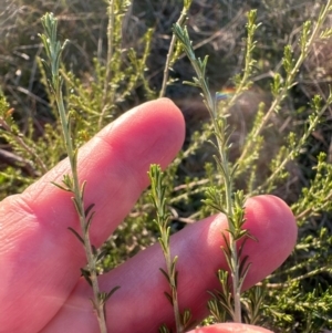 Cassinia sifton at Yarralumla, ACT - 12 May 2024