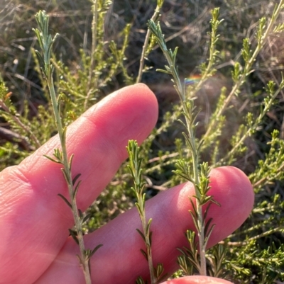 Cassinia sifton at Aranda Bushland - 12 May 2024 by lbradley