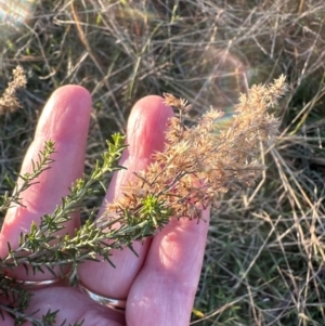 Cassinia sifton at Aranda Bushland - 12 May 2024